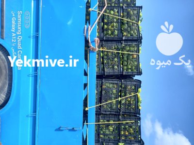 باربارکن نارنگی و پرتقال در ساری در گروه بار بارکن محصولات کشاورزی در یکمیوه -عکس1