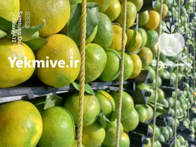 باربارکن نارنگی و پرتقال در ساری در گروه بار بارکن محصولات کشاورزی در یکمیوه -عکس2