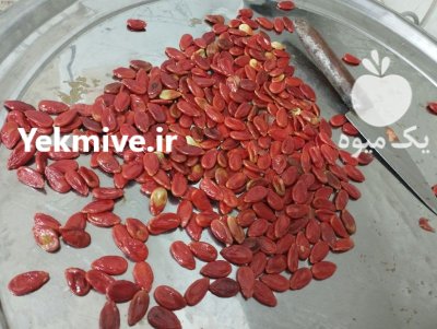 تخمه جابانی یا هندوانه قرمز در گروه خرید و فروش انواع تخمه در یکمیوه -عکس1