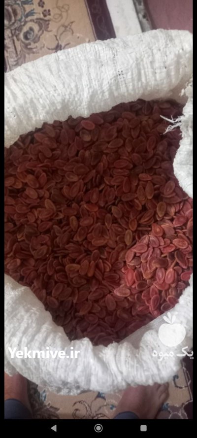 تخمه جابانی یا هندوانه قرمز در گروه خرید و فروش انواع تخمه در یکمیوه -عکس4