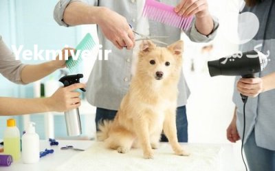 ماشین اصلاح حیوانات خانگی در اصفهان در گروه تجهیزات دامداری در یکمیوه -عکس1