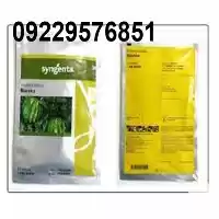 بذر هندوانه باراکا پر فروش اصل در اهواز در گروه خرید و فروش هندوانه در یکمیوه