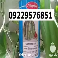 بذر هندوانه نیاگارا پرفروش ارسال در گروه خرید و فروش هندوانه در یکمیوه
