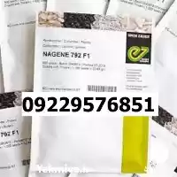 قیمت خرید قیمت بذر خیار ناگین در شیراز در گروه خرید و فروش بذر خیار در یکمیوه