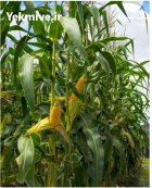 بلال بلال شیرین در کرج در گروه خرید و فروش ذرت در یکمیوه