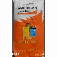 فروش توزیع بذر ذرت آمریکن ژنتیک در بوشهر در گروه خرید و فروش بذر ذرت در یکمیوه