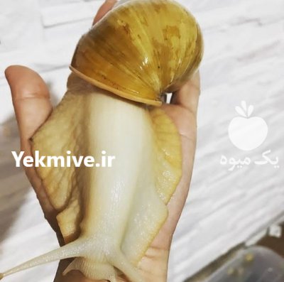 فروش حلزون در همدان در گروه انواع محصولات شیلات در یکمیوه -عکس1