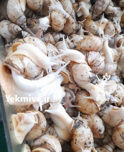 فروش حلزون در همدان در گروه انواع محصولات شیلات در یکمیوه -عکس2