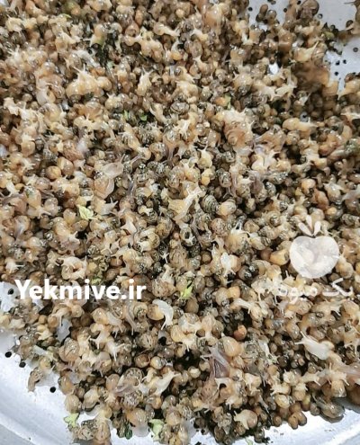 فروش حلزون در همدان در گروه انواع محصولات شیلات در یکمیوه -عکس3