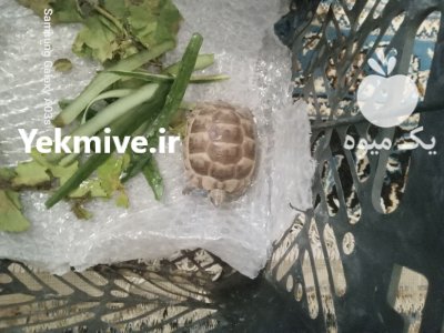 فروش لاک پشت در کرمان  در گروه حیوانات خانگی در یکمیوه -عکس1