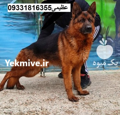 سگ ژرمن شپرد کینگ سایز_سگ در کرج در گروه سگ و گربه در یکمیوه -عکس1