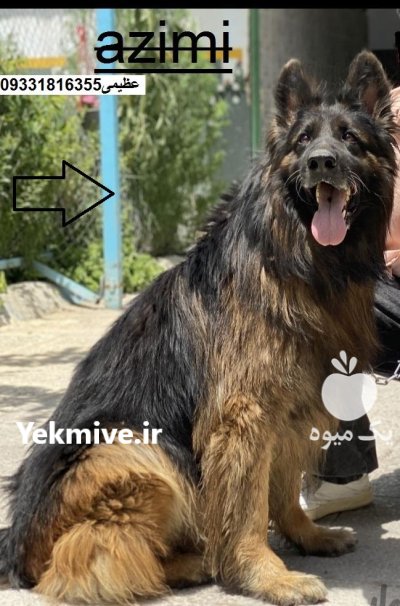 سگ ژرمن شپرد کینگ سایز_سگ در کرج در گروه سگ و گربه در یکمیوه -عکس3
