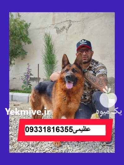 سگ ژرمن شپرد کینگ سایز_سگ در کرج در گروه سگ و گربه در یکمیوه -عکس2