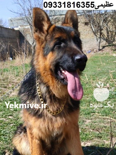 سگ ژرمن شپرد کینگ سایز_سگ در کرج در گروه سگ و گربه در یکمیوه -عکس4