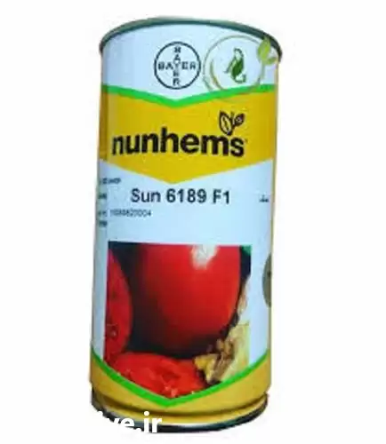 فروش بذر گوجه فرنگی 6189 دیررس در اهواز در گروه خرید و فروش بذر گوجه در یکمیوه -عکس1