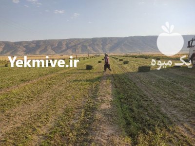 فروش کاه گندم پرس یونجه کلش در بیستون در گروه خوراک دام و طیور در یکمیوه -عکس1