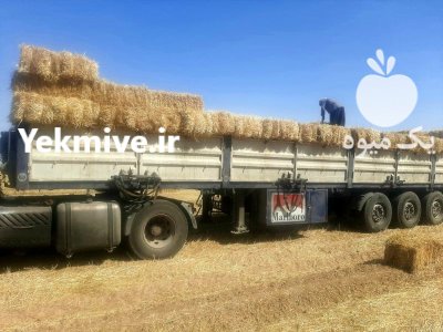فروش کاه گندم پرس یونجه کلش در بیستون در گروه خوراک دام و طیور در یکمیوه -عکس3