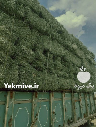 فروش کاه گندم پرس یونجه کلش در بیستون در گروه خوراک دام و طیور در یکمیوه -عکس4