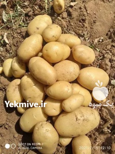 سیب زمینی آنلاین خرده تحویل درب در اردبیل در گروه خرید و فروش سیب زمینی در یکمیوه -عکس2