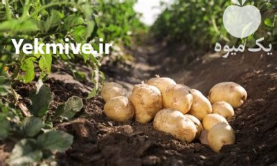 سیب زمینی آنلاین خرده تحویل درب در اردبیل در گروه خرید و فروش سیب زمینی در یکمیوه -عکس4