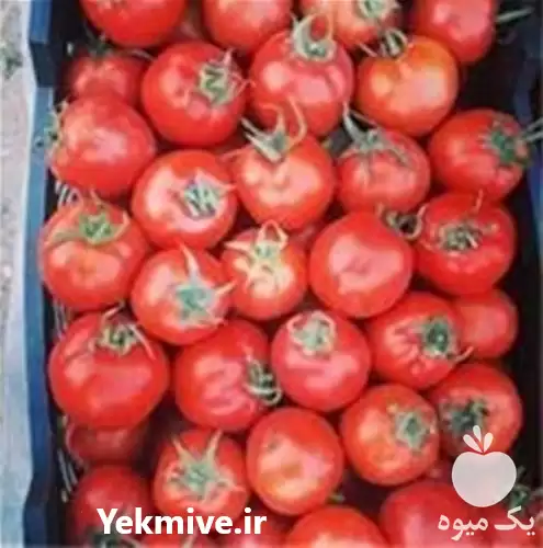 قیمت خرید بذر گوجه فرنگی سما در اهواز در گروه خرید و فروش بذر گوجه در یکمیوه -عکس1