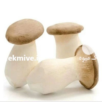 قارچ شاه صدف در ساری در گروه خرید و فروش قارچ در یکمیوه -عکس3