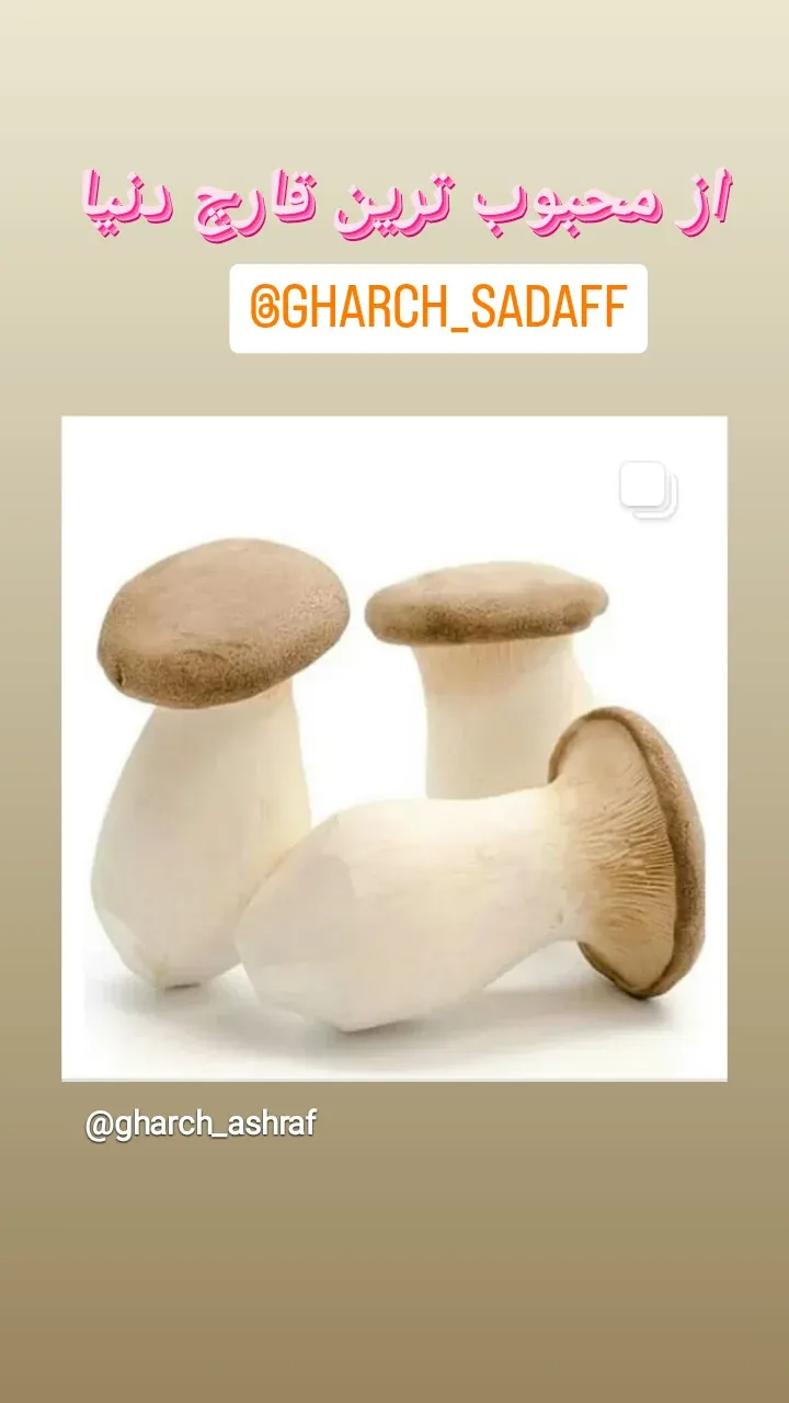 قارچ شاه صدف در ساری در گروه خرید و فروش قارچ در یکمیوه -عکس4