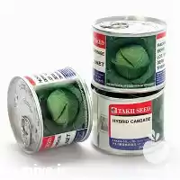 قیمت خرید بذر کلم پیچ هیبرید در گرگان در گروه خرید و فروش بذر صیفی جات در یکمیوه