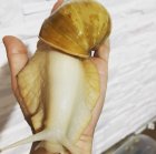 فروش حلزون در همدان در گروه انواع محصولات شیلات در یکمیوه