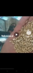 فروش جو و جو ایرانی شش ردیفه
