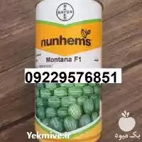 بذر هندوانه مونتانا پرفروش اصل در گروه خرید و فروش بذر هندوانه در یکمیوه