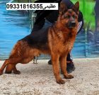 سگ ژرمن شپرد کینگ سایز_سگ در کرج در گروه سگ و گربه در یکمیوه