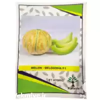 فروش بذر ملون شاهپسند در شیراز در گروه خرید و فروش بذر ملون در یکمیوه