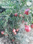 آگهی مشابه انار ملس و شیرین با کیفیت در درجزین در گروه خرید و فروش انار در یکمیوه