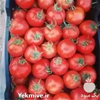 قیمت خرید بذر گوجه فرنگی سما در اهواز در گروه خرید و فروش بذر گوجه در یکمیوه
