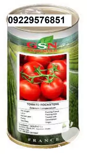 بذر گوجه فرنکی راک استون پرفروش در اهواز در گروه خرید و فروش بذر گوجه در یکمیوه -عکس1