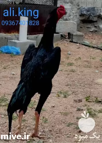 قیمت خرید مرغ و خروس لاری اوشامو وهندی در اسلامشهر در گروه مرغ و خروس و بوقلمون و اردک قو قاز در یکمیوه -عکس1