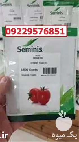 قیمت خرید بذر گوجه فرنگی بدرو در اهواز در گروه خرید و فروش بذر گوجه در یکمیوه -عکس1