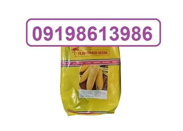 فروش بذر ذرت فلامینگو با بوته در گروه خرید و فروش بذر ذرت در یکمیوه -عکس1
