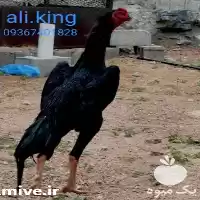 قیمت خرید مرغ و خروس لاری اوشامو وهندی در اسلامشهر در گروه مرغ و خروس و بوقلمون و اردک قو قاز در یکمیوه