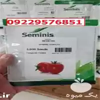 قیمت خرید بذر گوجه فرنگی بدرو در اهواز در گروه خرید و فروش بذر گوجه در یکمیوه