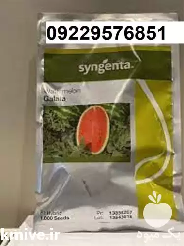 بذر هندوانه گالاتا پرفروش در شیراز در گروه خرید و فروش بذر هندوانه در یکمیوه -عکس1