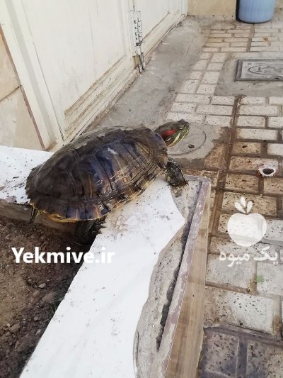 لاکپشت گوش قرمز در گروه حیوانات خانگی در یکمیوه -عکس1