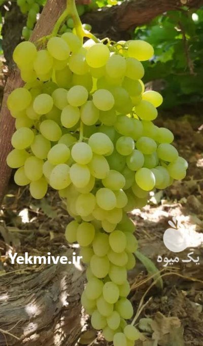 انگور عسگری و سیاه مخصوص صادرات در شهرکرد در گروه خرید و فروش انگور در یکمیوه -عکس2