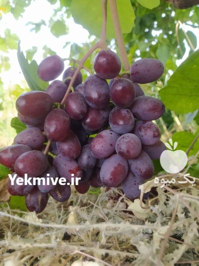 انگور عسگری و سیاه مخصوص صادرات در شهرکرد در گروه خرید و فروش انگور در یکمیوه -عکس4