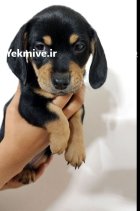توله سگ داشهوند در تهران
