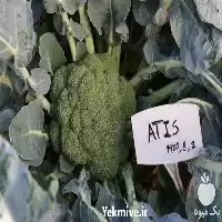 فروش بذر کلم بروکلی آتیس در تهران در گروه خرید و فروش بذر صیفی جات در یکمیوه