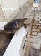 لاکپشت گوش قرمز در مشهد در گروه حیوانات خانگی در یکمیوه