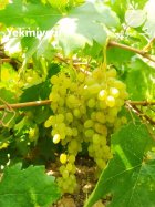 انگور عسگری و سیاه مخصوص صادرات در شهرکرد در گروه خرید و فروش انگور در یکمیوه