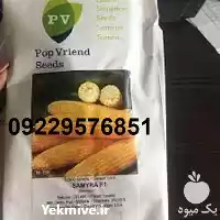 قیمت خرید بذر ذرت سمیرا اصل در گروه خرید و فروش بذر ذرت در یکمیوه